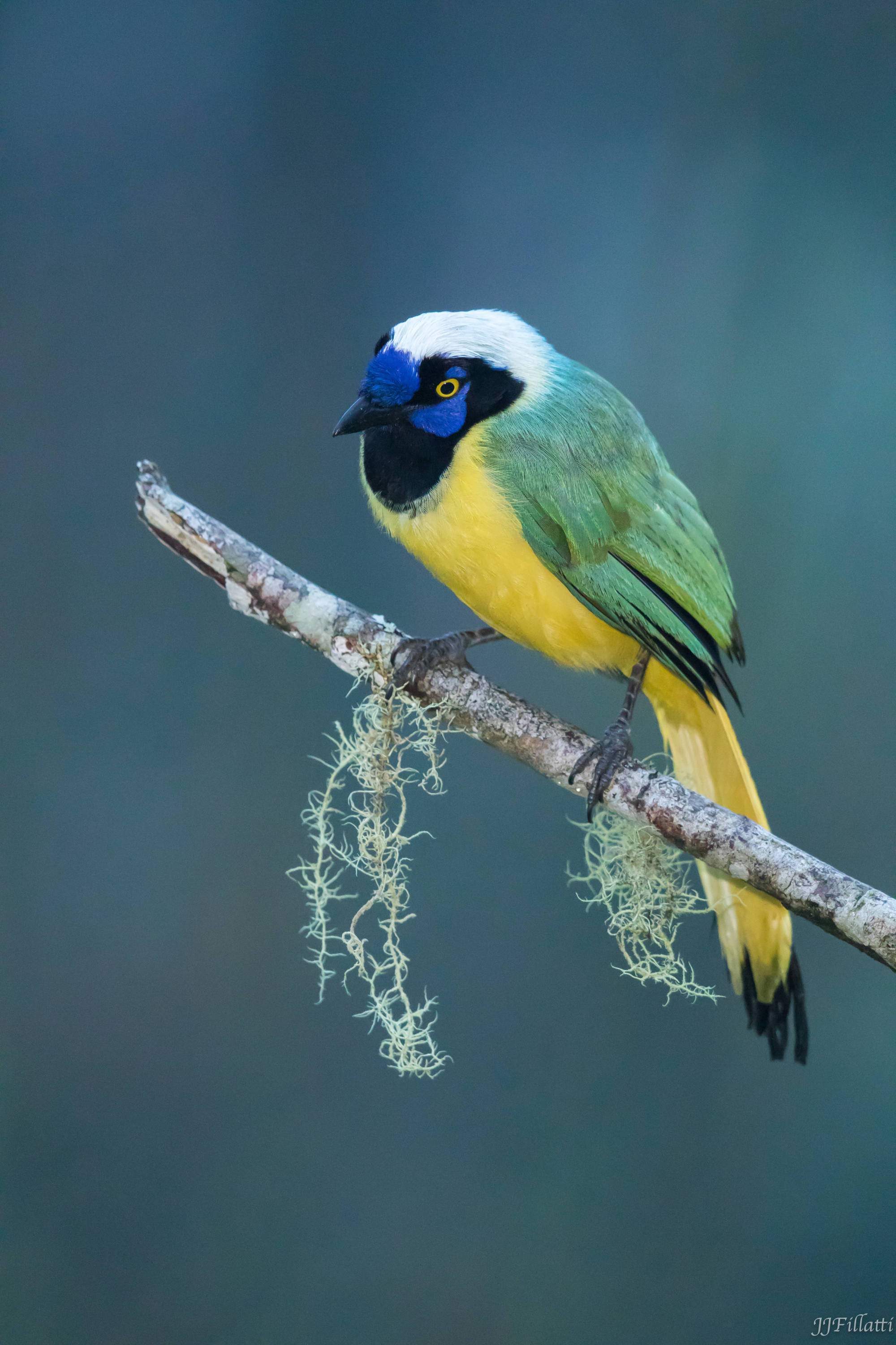 bird of ecuador image 39